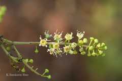 Combretum albidum var. albidum